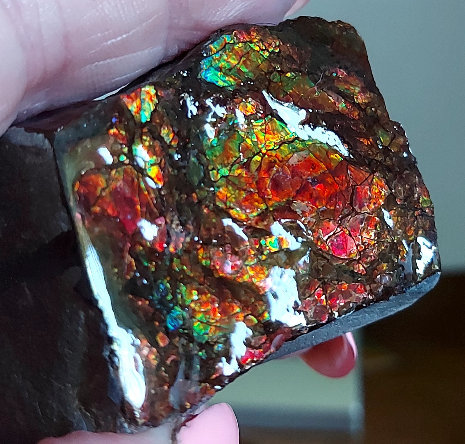 Ammolite Ammonite tabletop Display Piece 48.5×35.5×18.7mm 4052