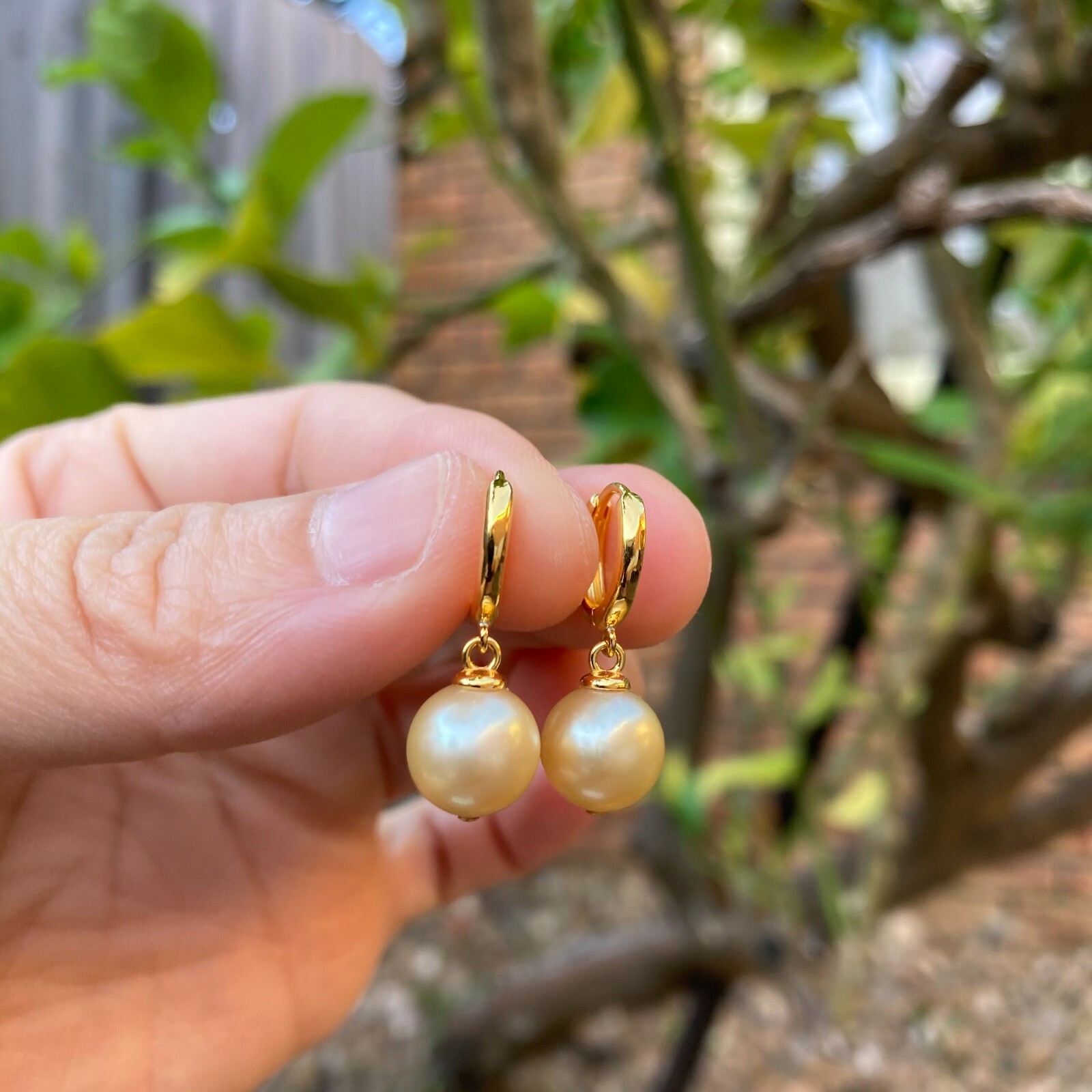 High luster 9~9.5mm Australia seawater light gold Pearl silver S925 Earring #243
