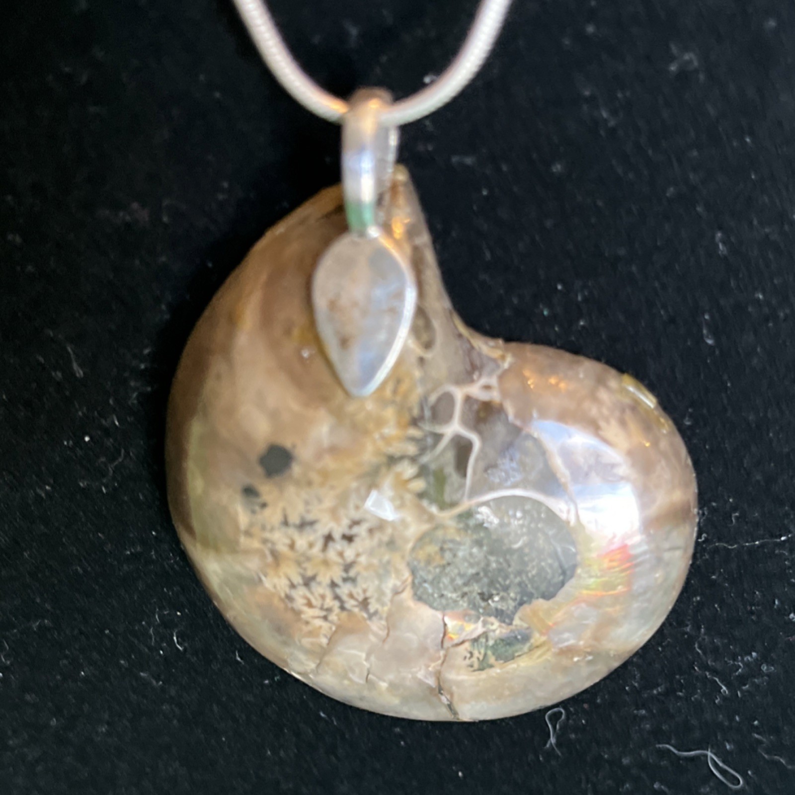 Polished Ammonite Fossil Slice Specimen Natural Collectible penchant