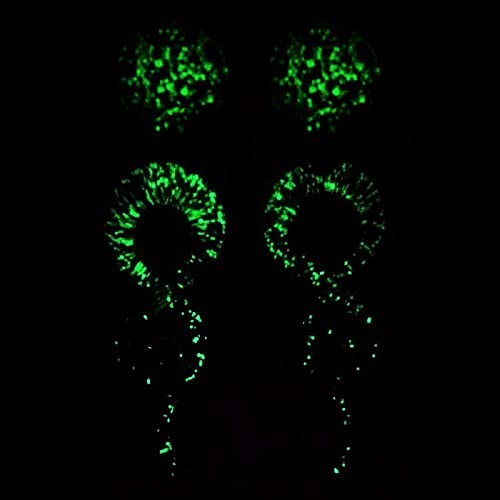 NewZenro Glow in The Dark Ear Glass Spiral Tapers Plugs Tunnels Expander 10mm