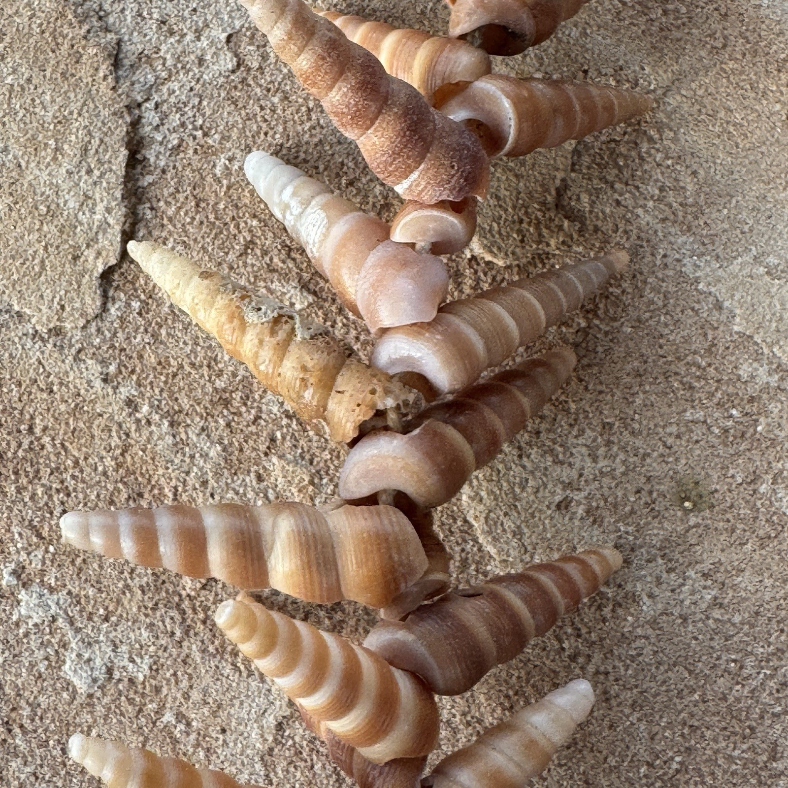 Mermaid Shell Necklace 48” Long Spiral Turritella Strand Boho Mermaid Beach