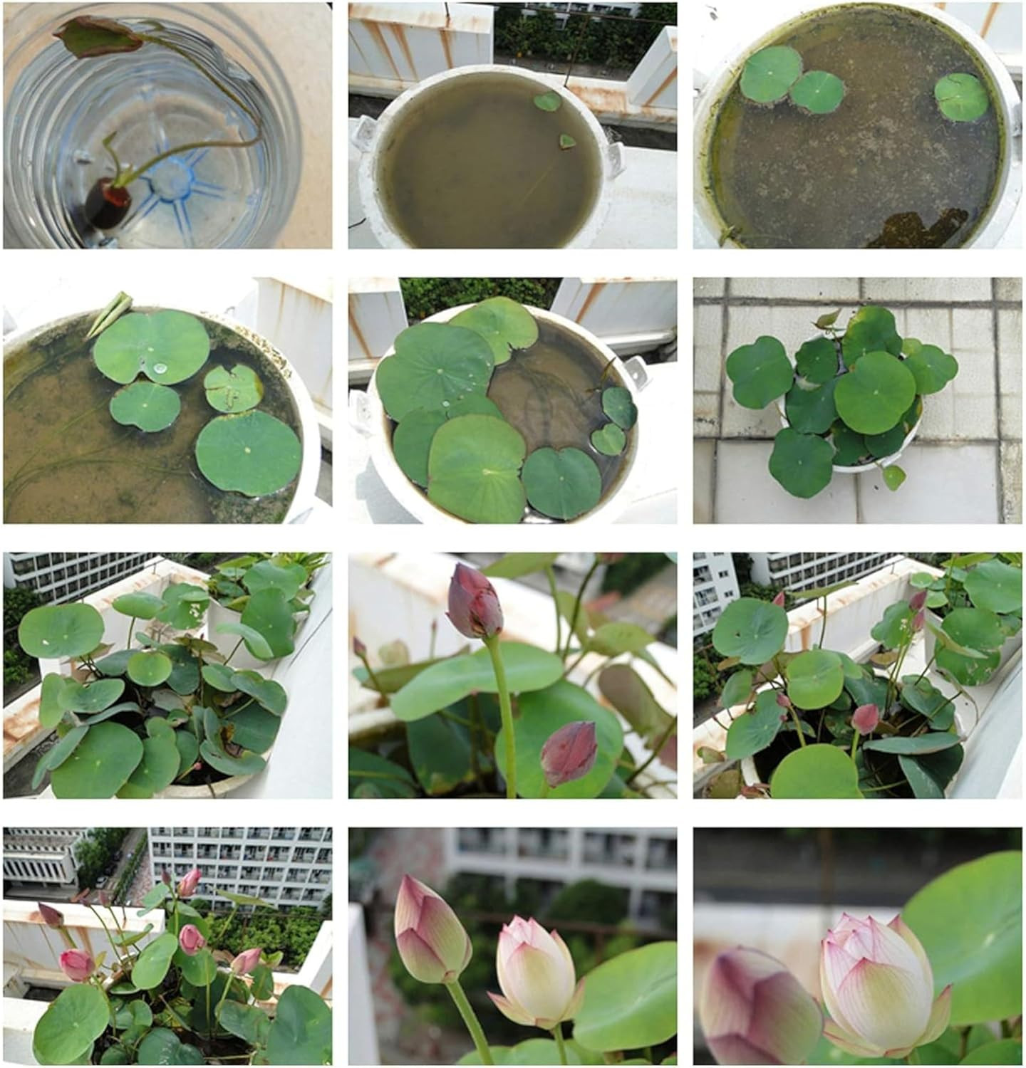 15Pcs Mixed Pink, Red & Green Color Bowl Lotus Seeds for Planting Beautiful Wate