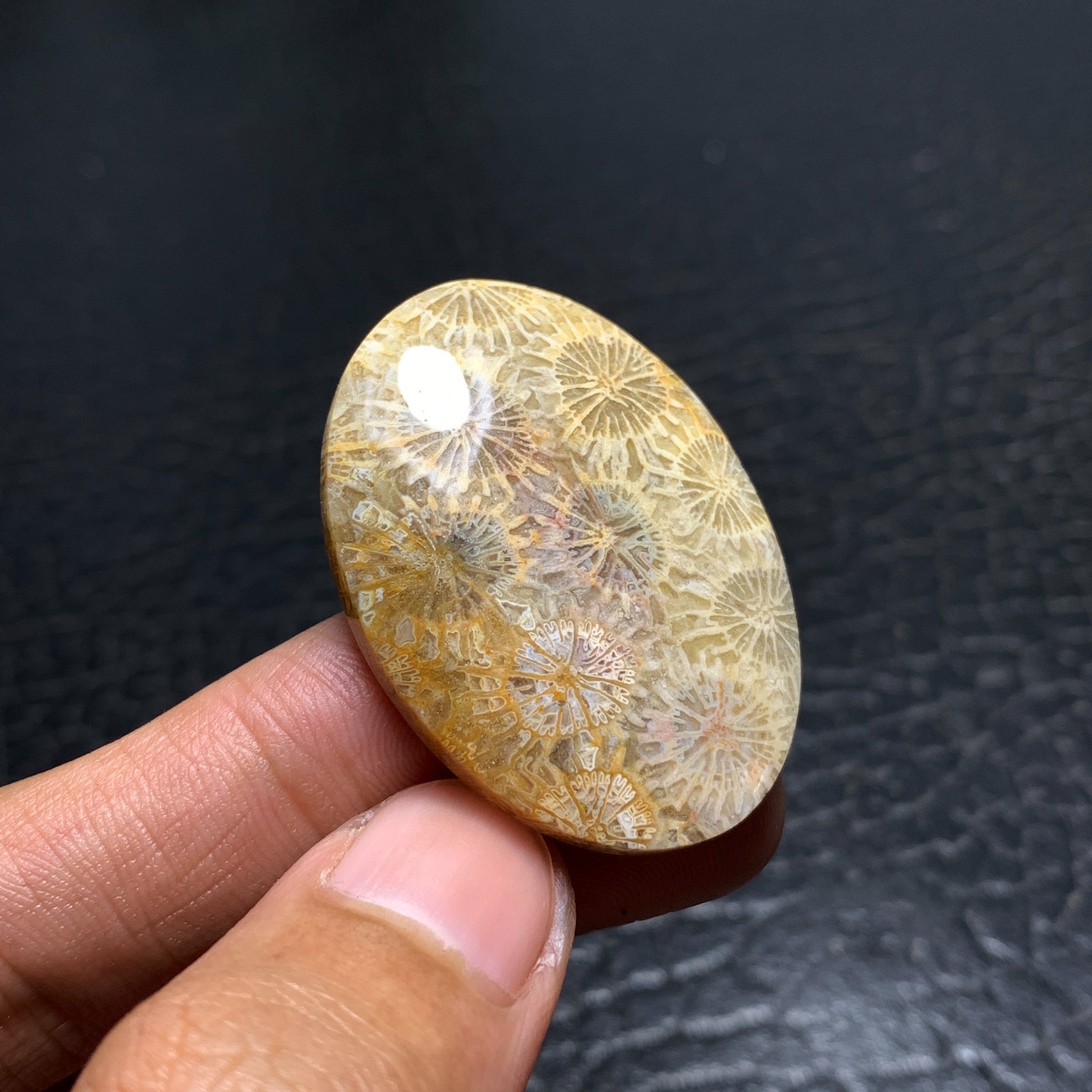 Coral Fossil Cabochon 38x27x6mm High Quality 50.5 ct