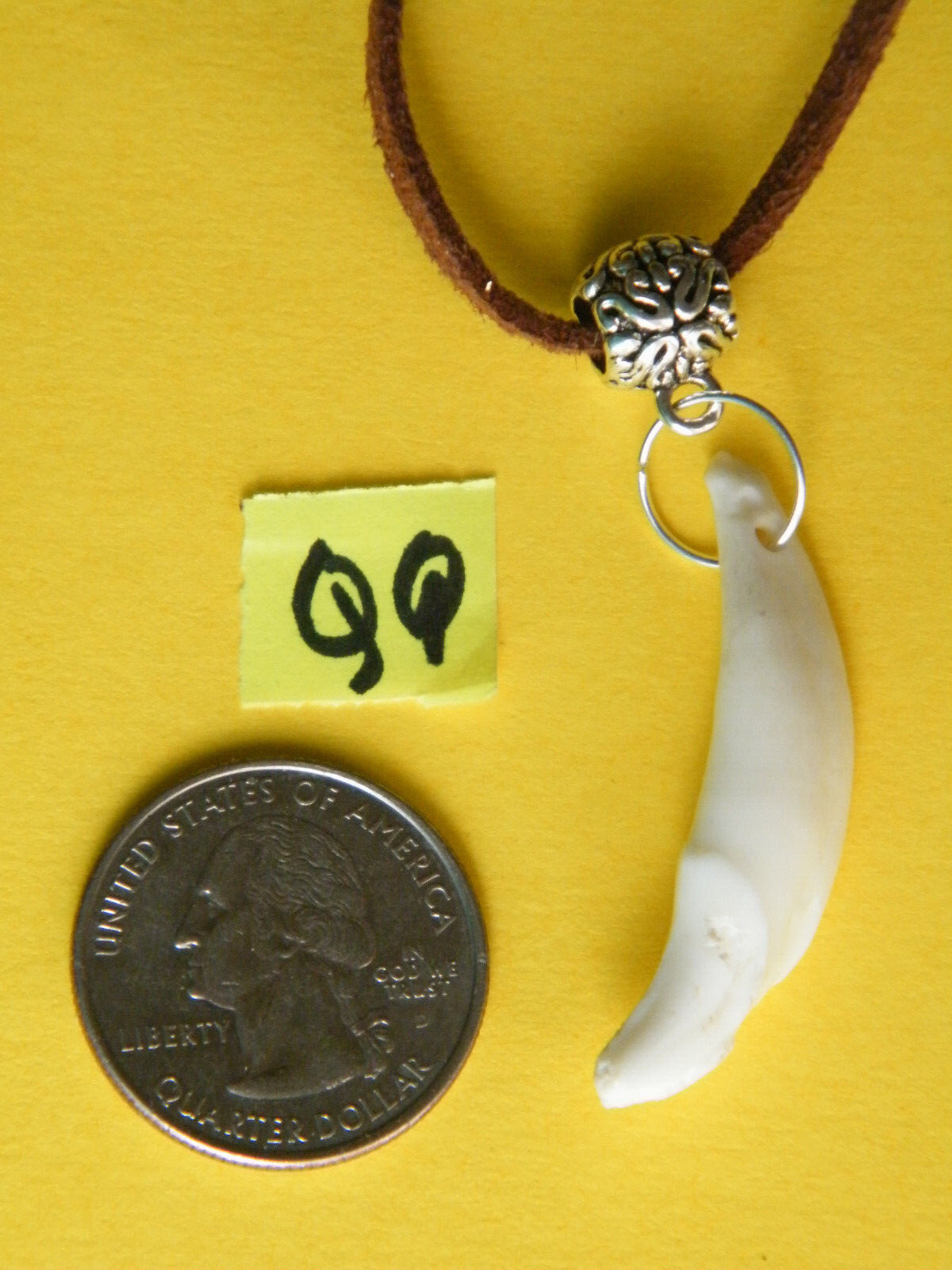 COYOTE Tooth Necklace 1 1/ 4″ White Teeth 21″ Real Brown Leather Choker NEW!