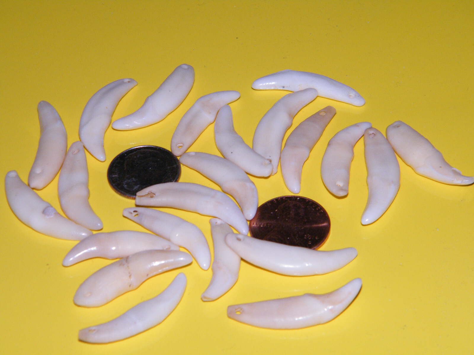 Lot of 10 COYOTE Teeth ERU/Off White REAL Tooth 1 1/4″ Gold Rings Lot of 10 NEW