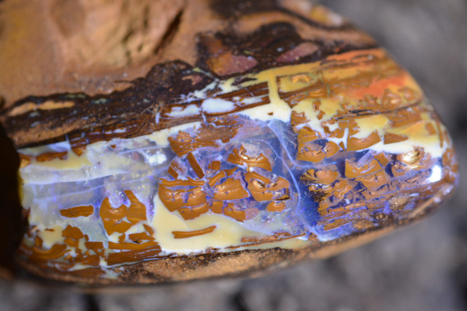 149ct 55x35x15 Koroite Wood Fossil Opal Polished Collectors Grade Australi gem