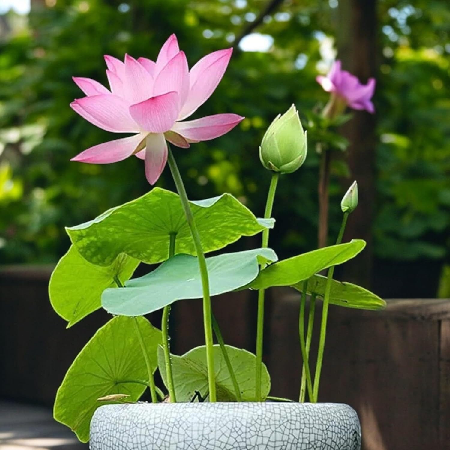 15Pcs Mixed Pink, Red & Green Color Bowl Lotus Seeds for Planting Beautiful Wate