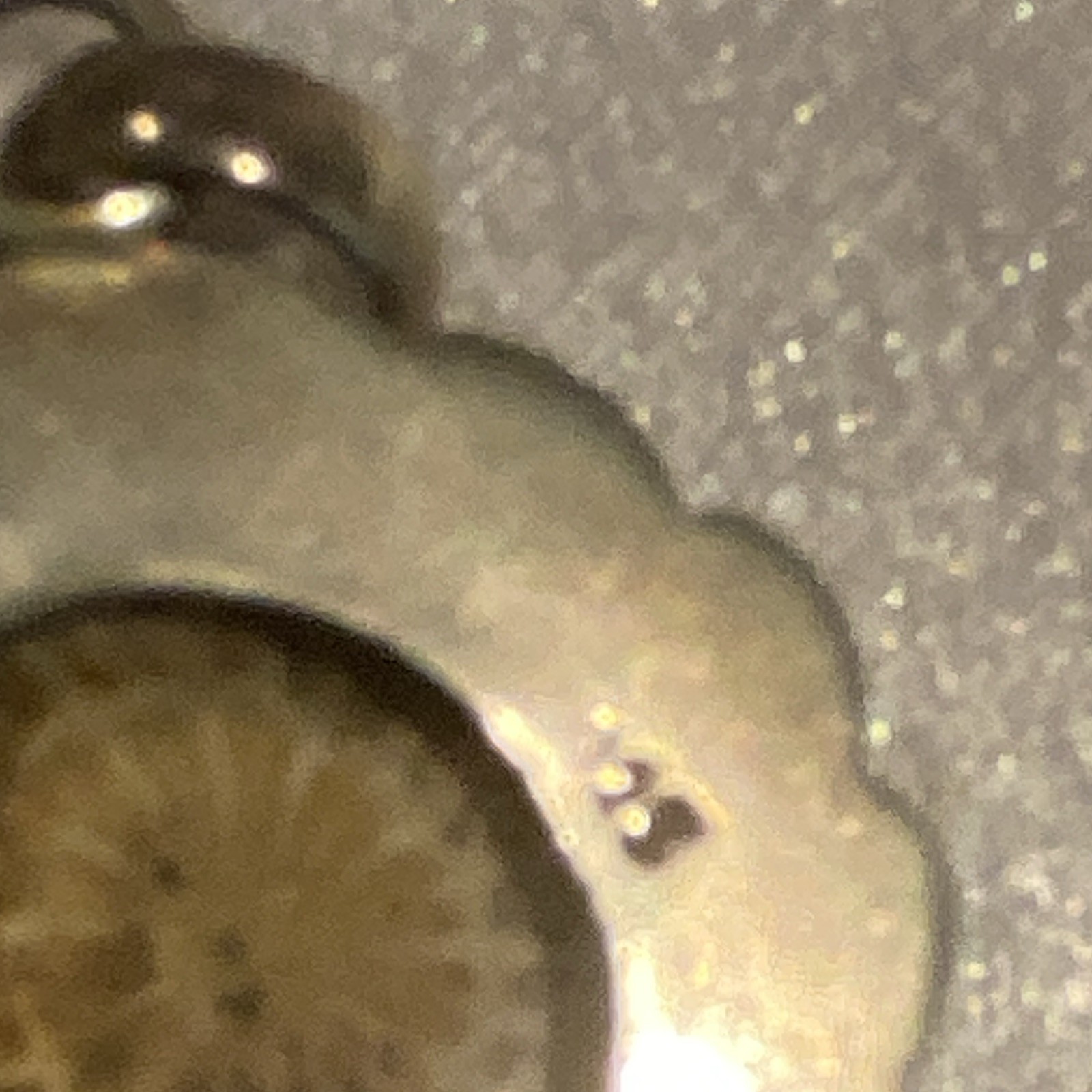 Round Pendant Charm Bezel Set Brown Round Stone Silver Tone Scalloped Edge