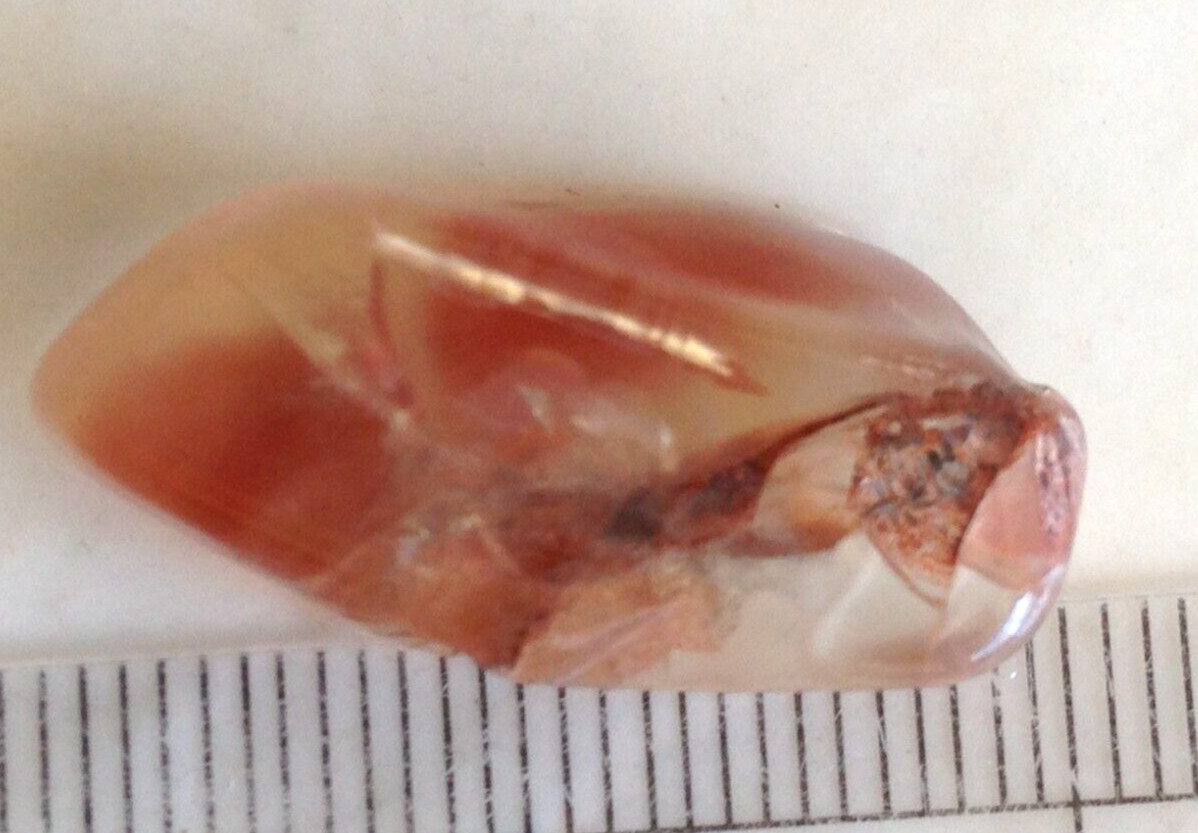 8796 Oregon Plush Sunstone rough red 3.6 GM