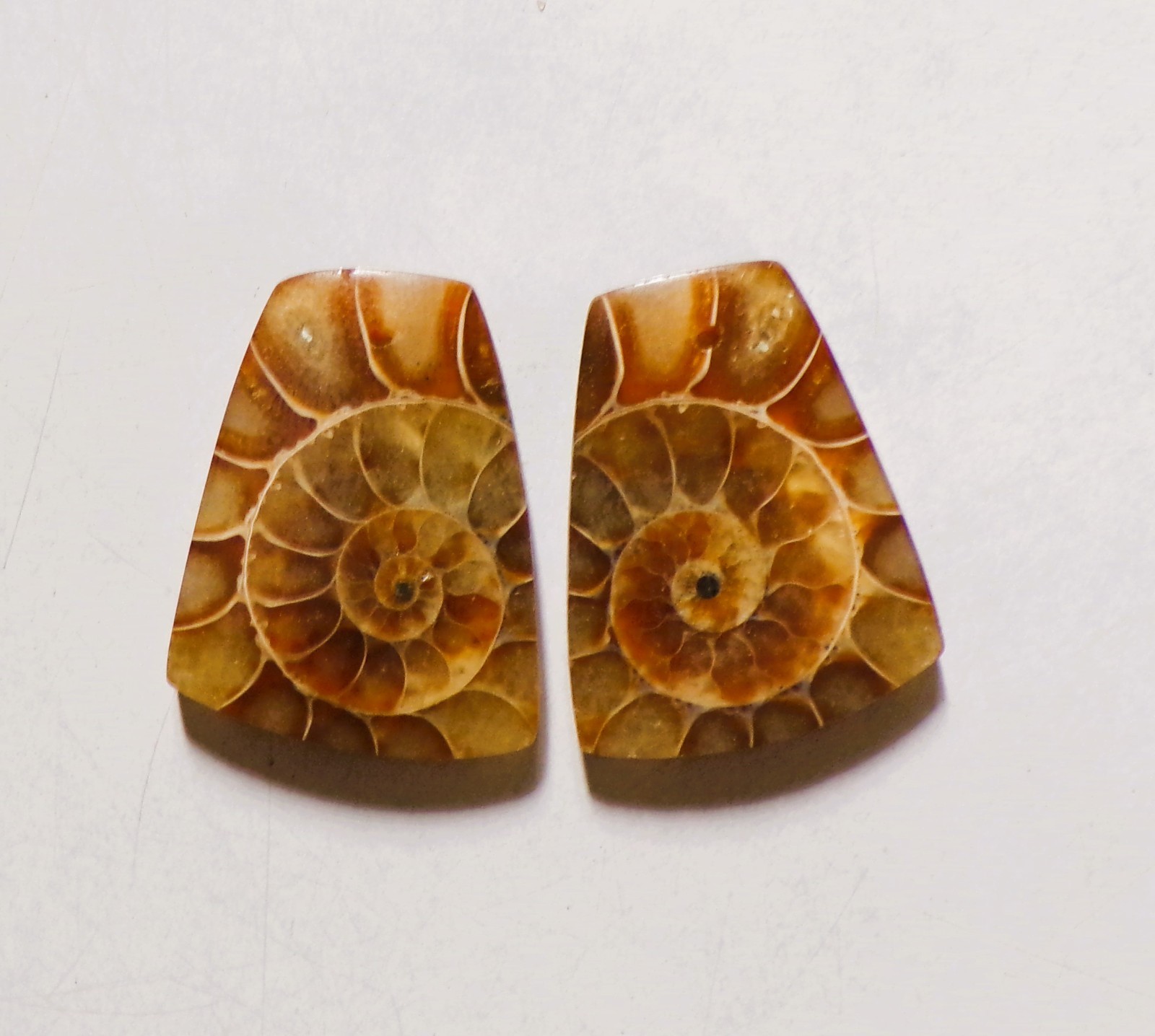 61.50 Cts Natural Ammonite Drilled Cabochon Match Pair Gemstone 28X22MM 164