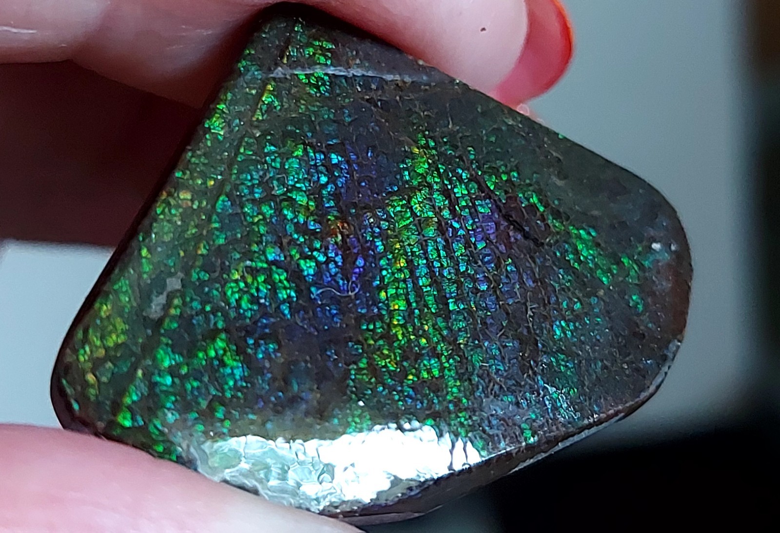 Ammolite Ammonite Coated Stone 34.8×25.5x6mm 5800