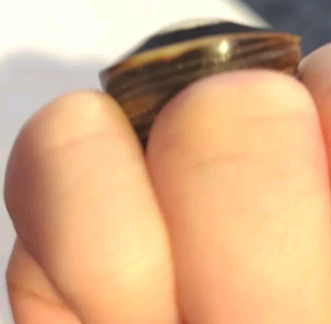 Unique Chunky Black White Brown Spiral Seashell Ring Size 6-61/2
