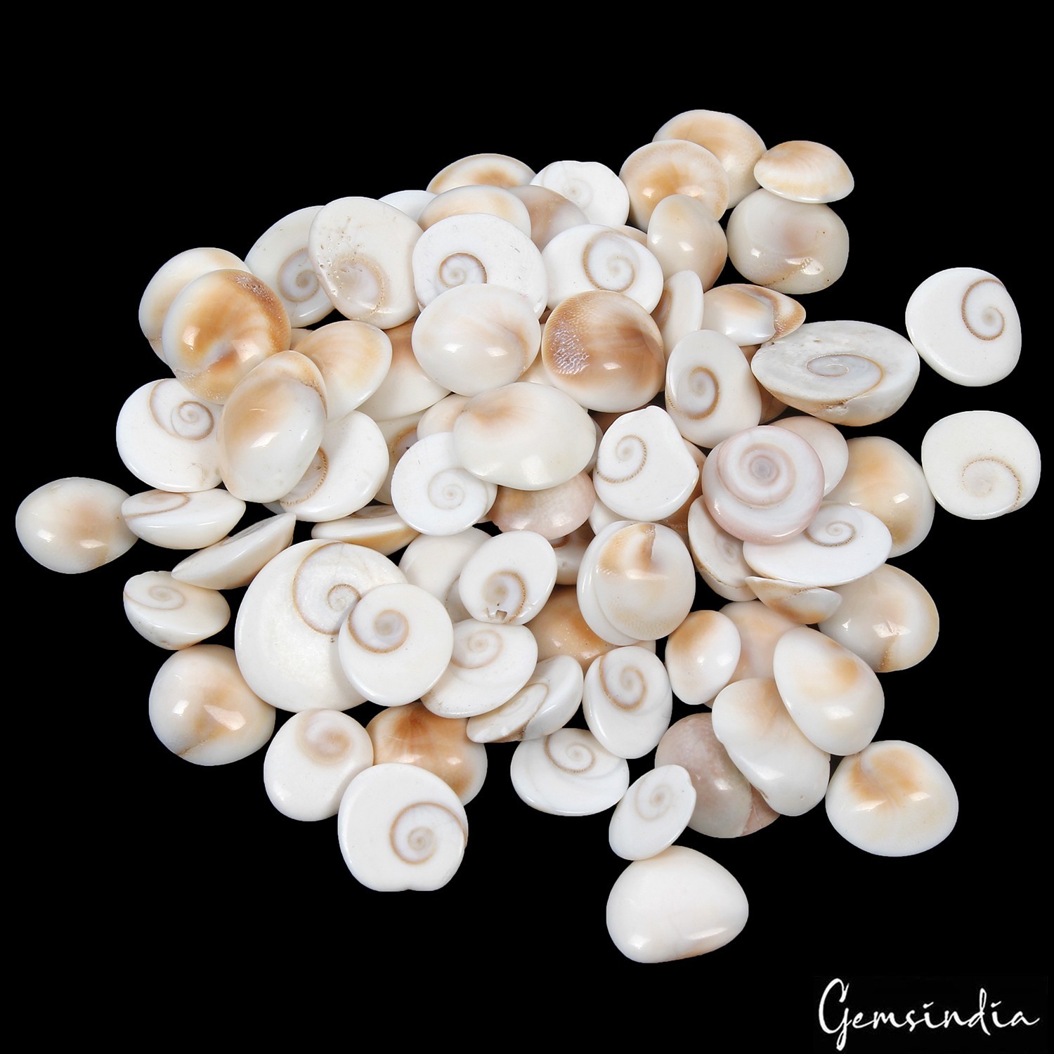 300 Ct Natural White Gomti Chakra Shiva Eye Shell Wholesale Gems Lot 86 Pc NW