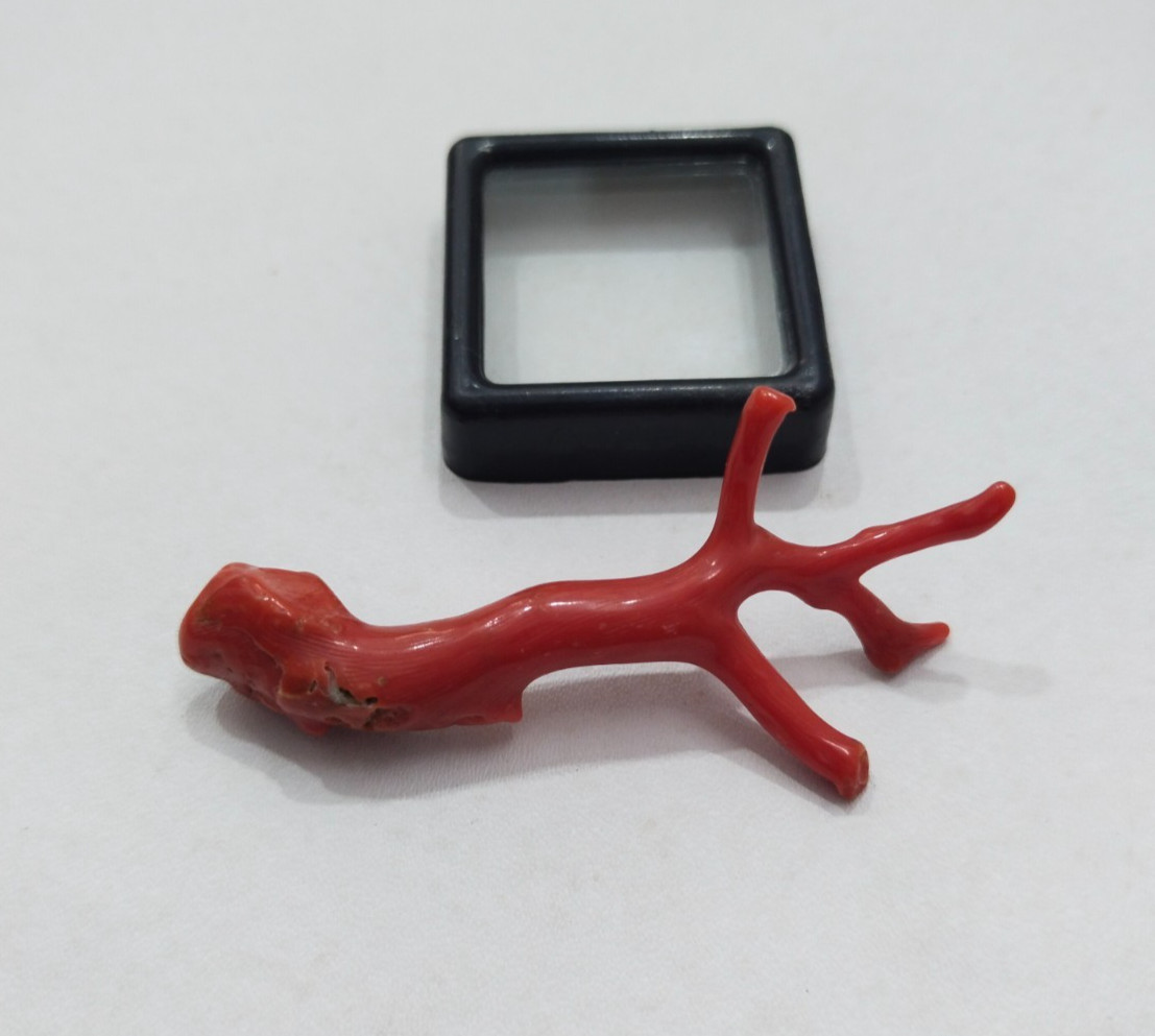 Genuine Undyed Red Coral Branch Gemstone, Italian Reef Coral for Jewelry Making