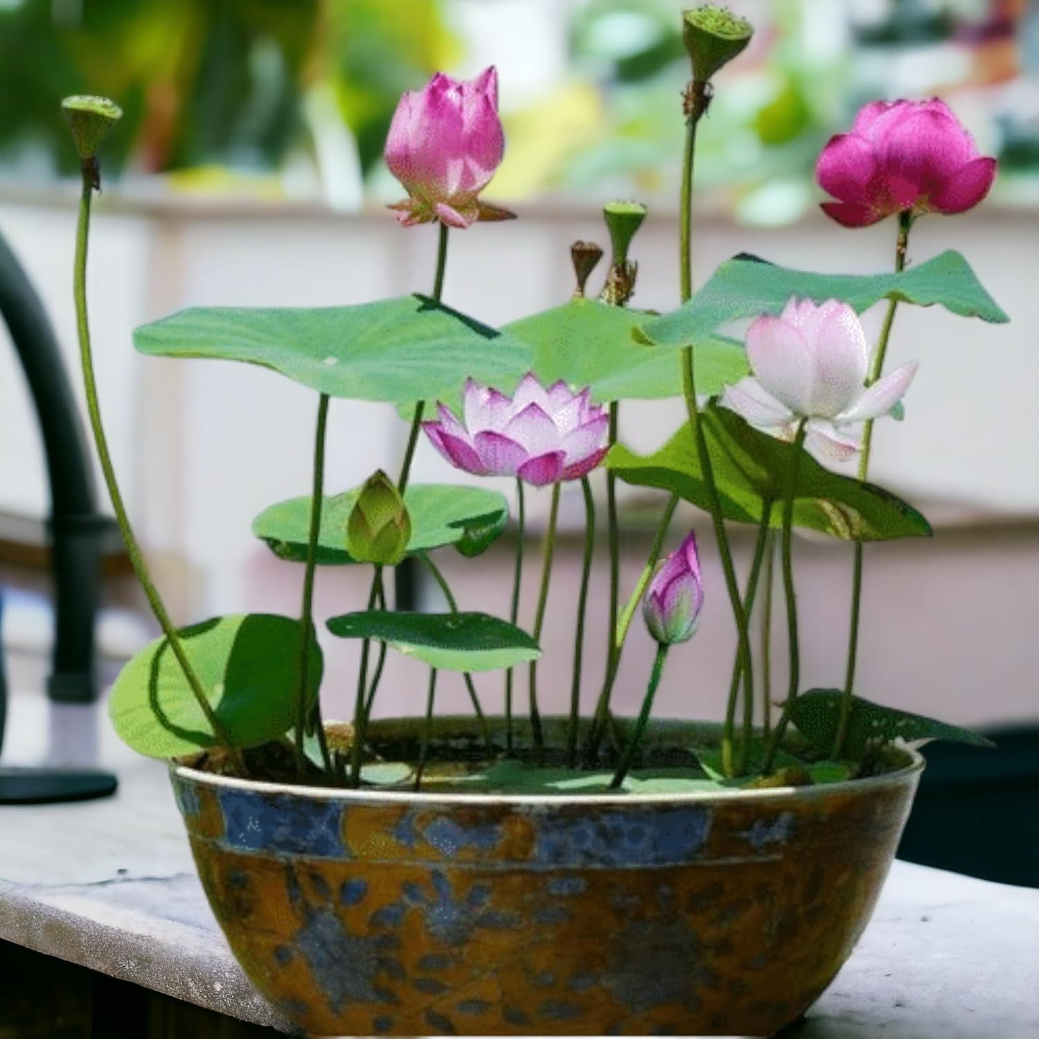 15Pcs Mixed Pink, Red & Green Color Bowl Lotus Seeds for Planting Beautiful Wate