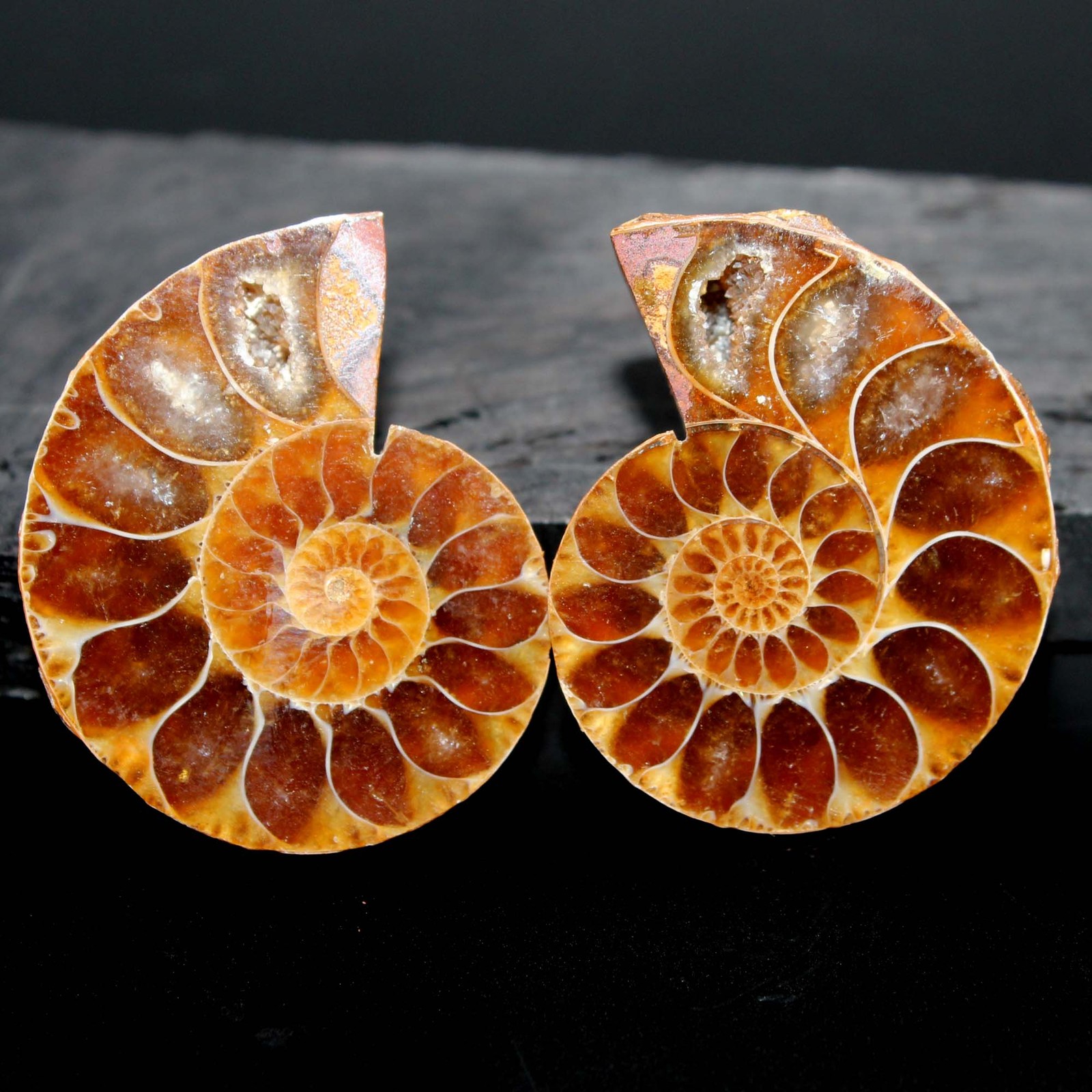 43.50 Ct. Natural Ammonite Fossil Cabochon Loose Gemstone Pair 26x22x5 mm