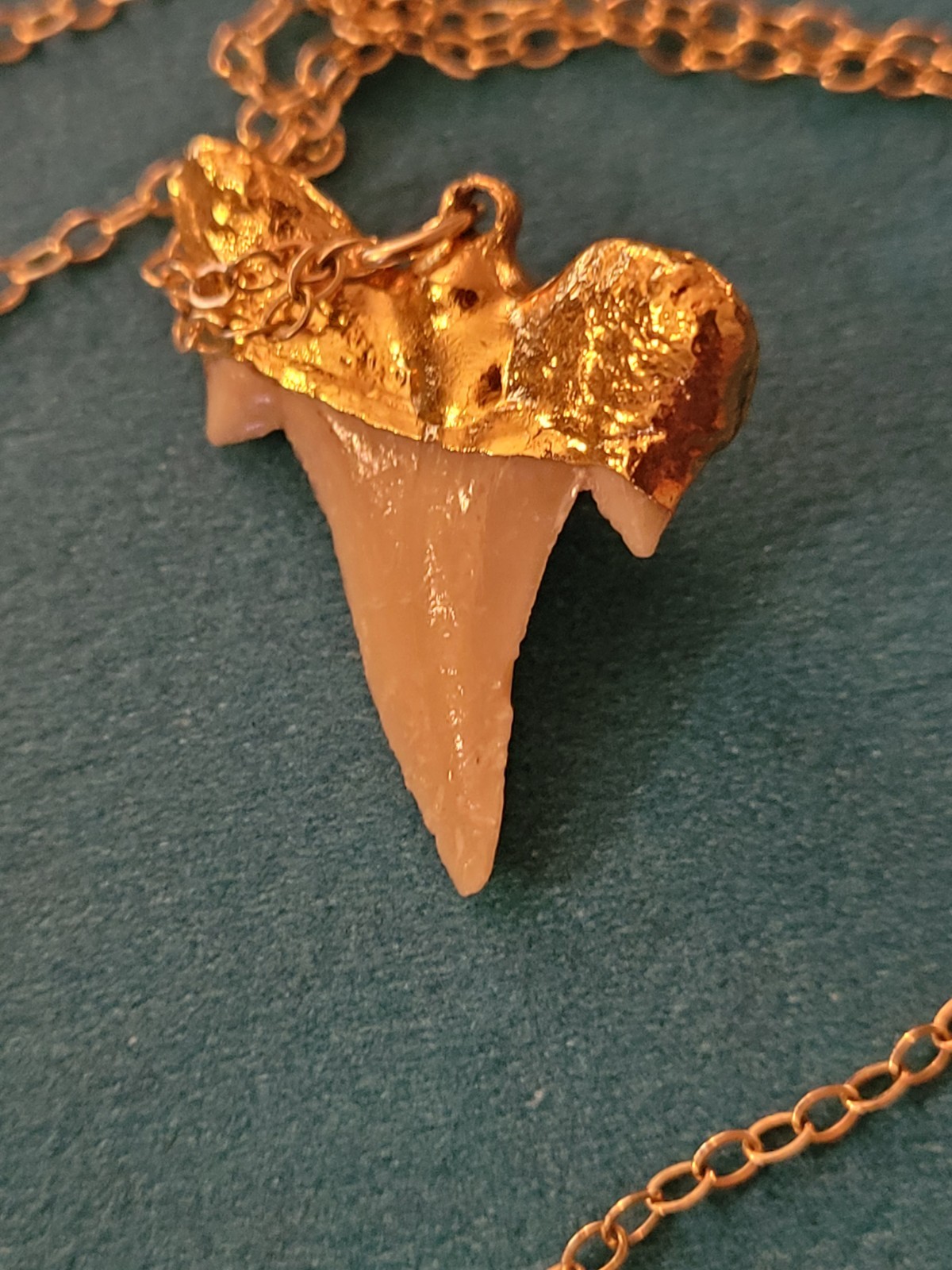 1/20 14K Yellow Gold Filled Necklace With a Genuine Shark Tooth Pendant